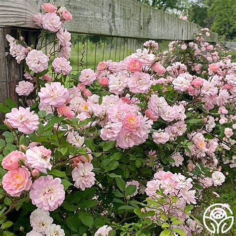 heirloom rose perfume breeze.